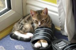 开云体育在线-钢雨中的独舞，佩雷兹以绝命轮胎，扛起雷诺于险胜边缘