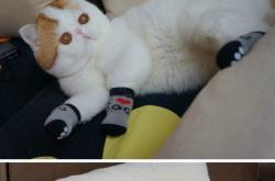 开云体育登录-银箭破晓，梅赛德斯战术逆转与汉密尔顿的永恒超越