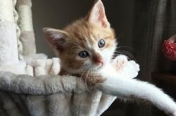 开云体育app-窒息时刻的团队奏鸣曲，武切维奇导演魔术绝杀步行者