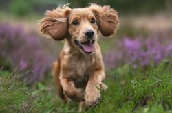 开云体育APP下载-神奇四分钟！卡拉斯科末节独揽14分，委内瑞拉掀翻欧洲豪门荷兰