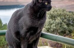 开云体育登录-统治与逆袭，约基奇的无解进攻与步行者的团队风暴