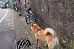 开云体育登录-冠军标杆对决，公牛加时鏖战映衬字母哥的终极答案