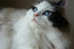 开云体育中国-黑镰割裂苍穹，于西决生死夜，杜兰特写就唯一性