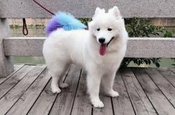 开云sport-王者时间，从吉林到世界，那些提前终结悬念的接管者