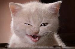 开云体育APP下载-双城记，当范德萨的橙色密码解锁西决生死战，莱比锡红牛的战术风暴如何映照NBA终极战场？