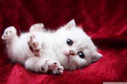 开云体育在线-跨界主宰，从NBA的防守绞杀到伯纳乌的君王步伐