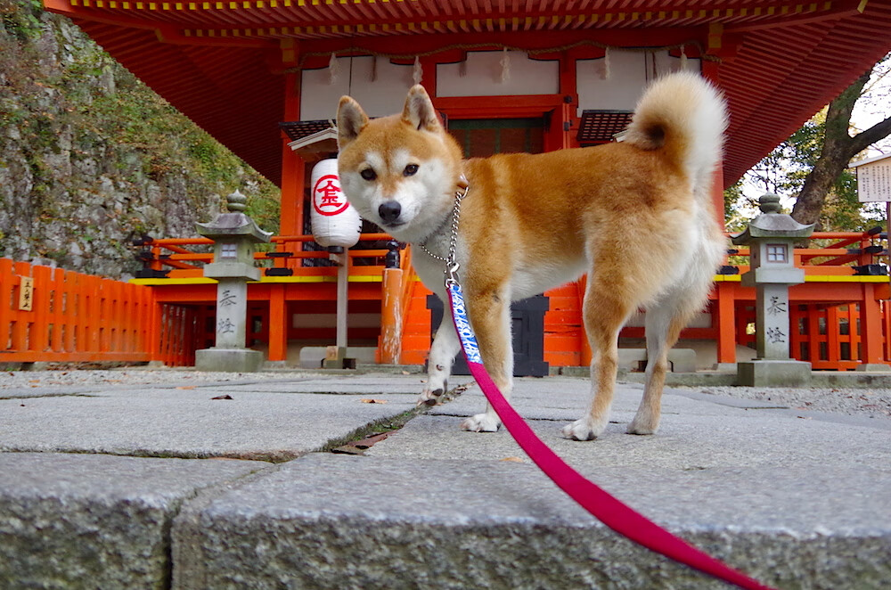 硬地王者，梅德韦杰夫在钢铁森林中展现统治力