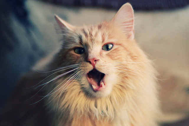 羽毛球精神的唯一答案，中国队力克丹麦队，李梓嘉点燃赛场