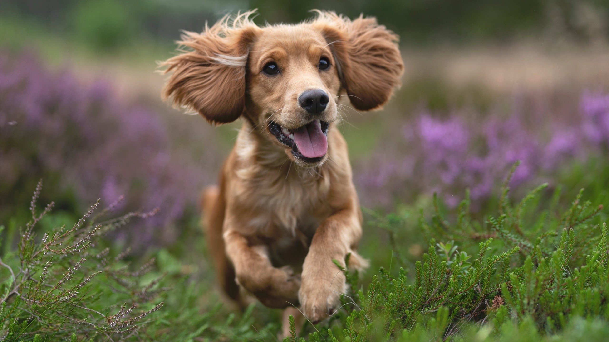 神奇四分钟！卡拉斯科末节独揽14分，委内瑞拉掀翻欧洲豪门荷兰