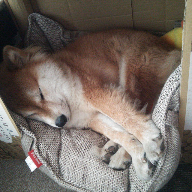 雨林风暴席卷北欧,火力全开的哥斯达黎加如何让巴斯托尼成为关键先生