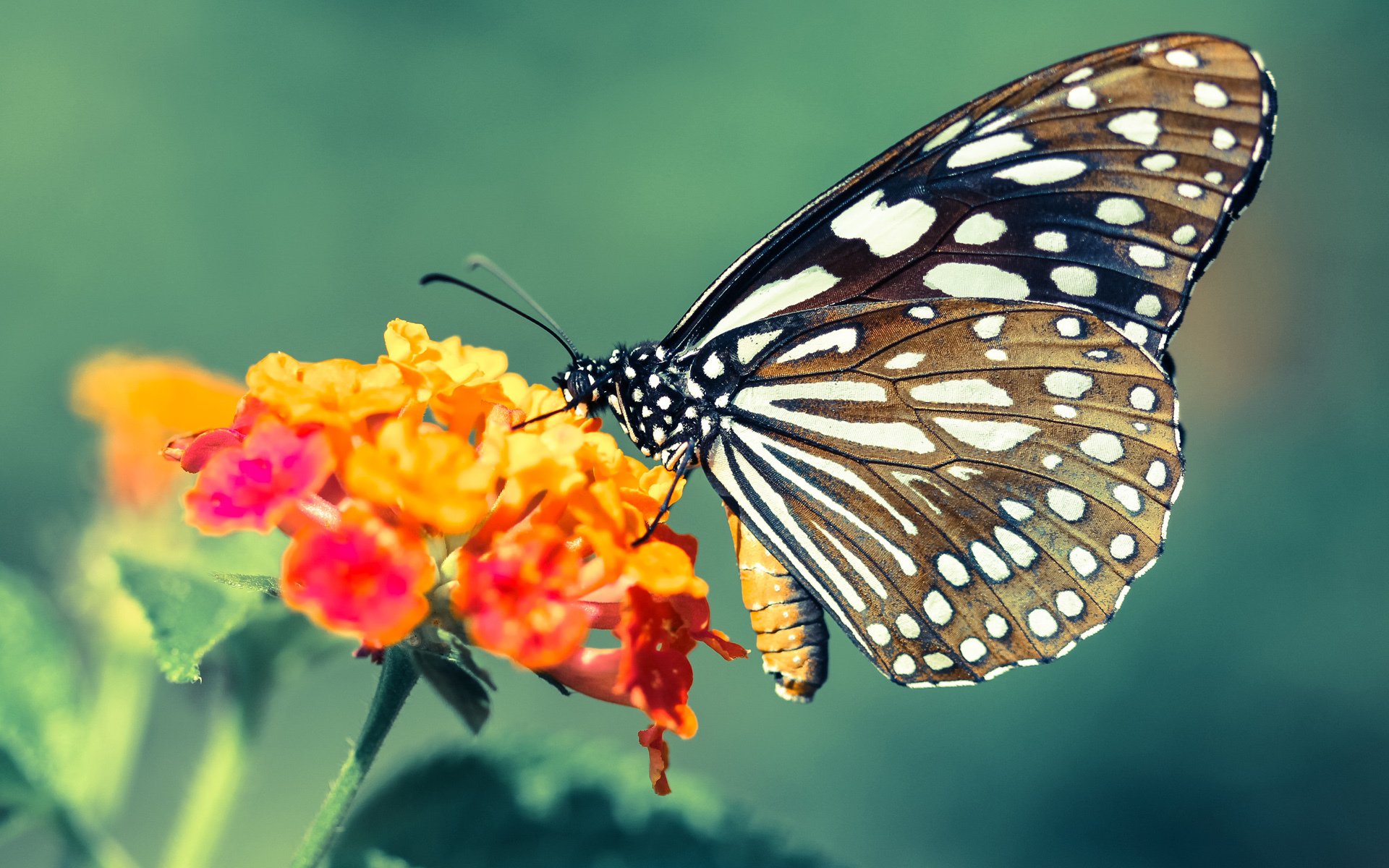 蓝黑火焰的暗线,劳塔罗点燃赛场时,AC米兰正用连续得分压制巴黎