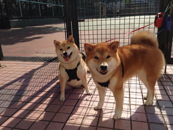 塞维利亚德比惊魂，卡瓦哈尔最后时刻制胜一击，点燃皮斯胡安狂欢夜