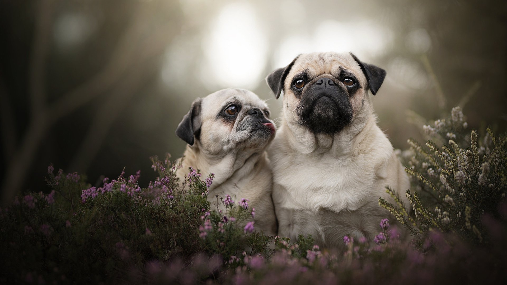 史诗被篡改之夜，当抢七经典剧本被挪威人撕碎