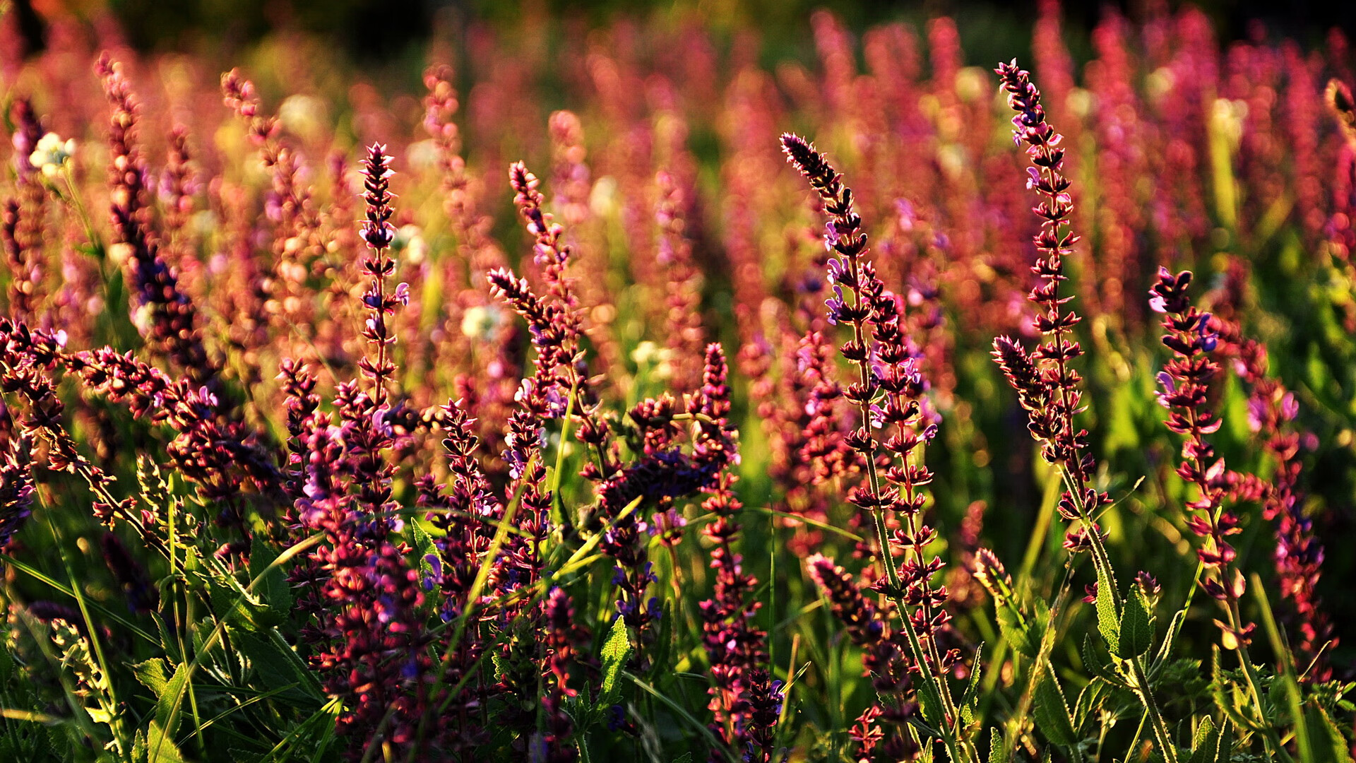 当NBA总决赛的唯一主角是裁判，蒂亚戈在0.7秒内完成的无声证词