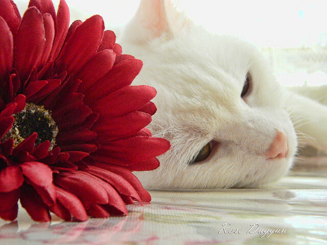 跨越时空的对决，广厦的锐气与利拉德的时针—中国篮球未来挑战的隐喻