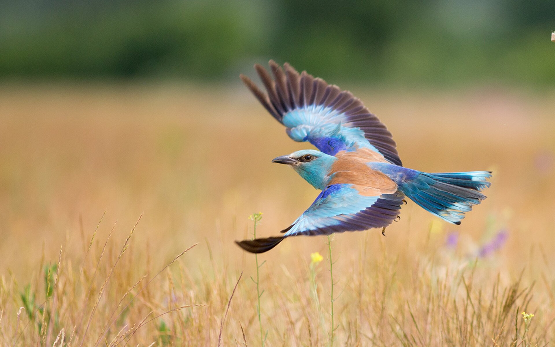 新援?宿敌!西亚卡姆轰38分打碎鹈鹕反魔术装甲