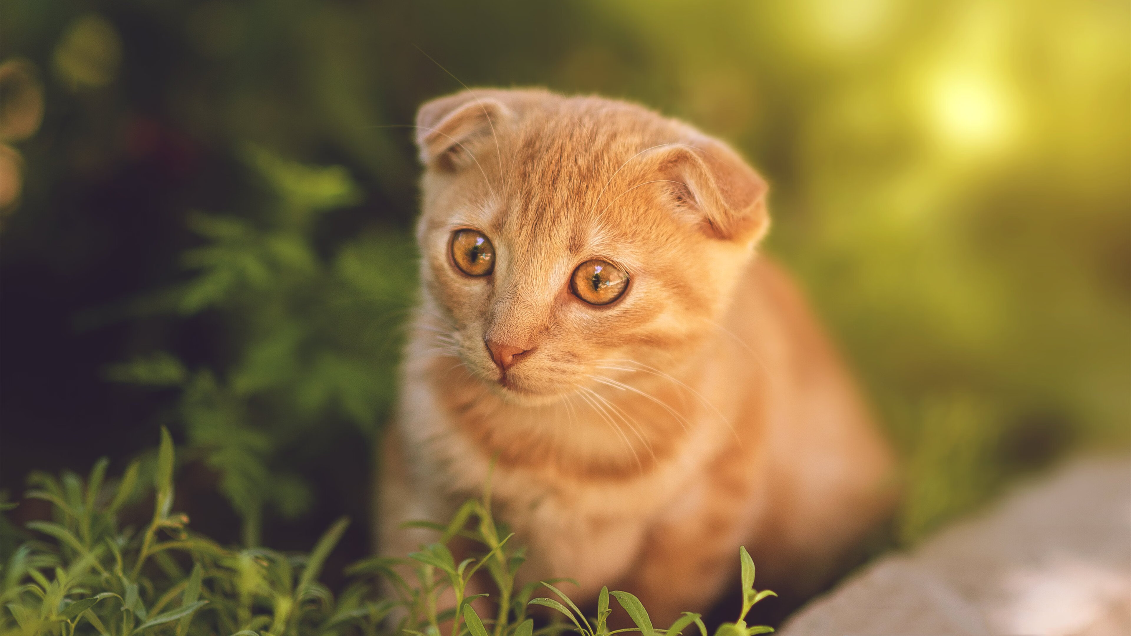 从绿茵场到硬木地板，法比尼奥的后腰哲学如何诠释澳大利亚式翻盘奇迹