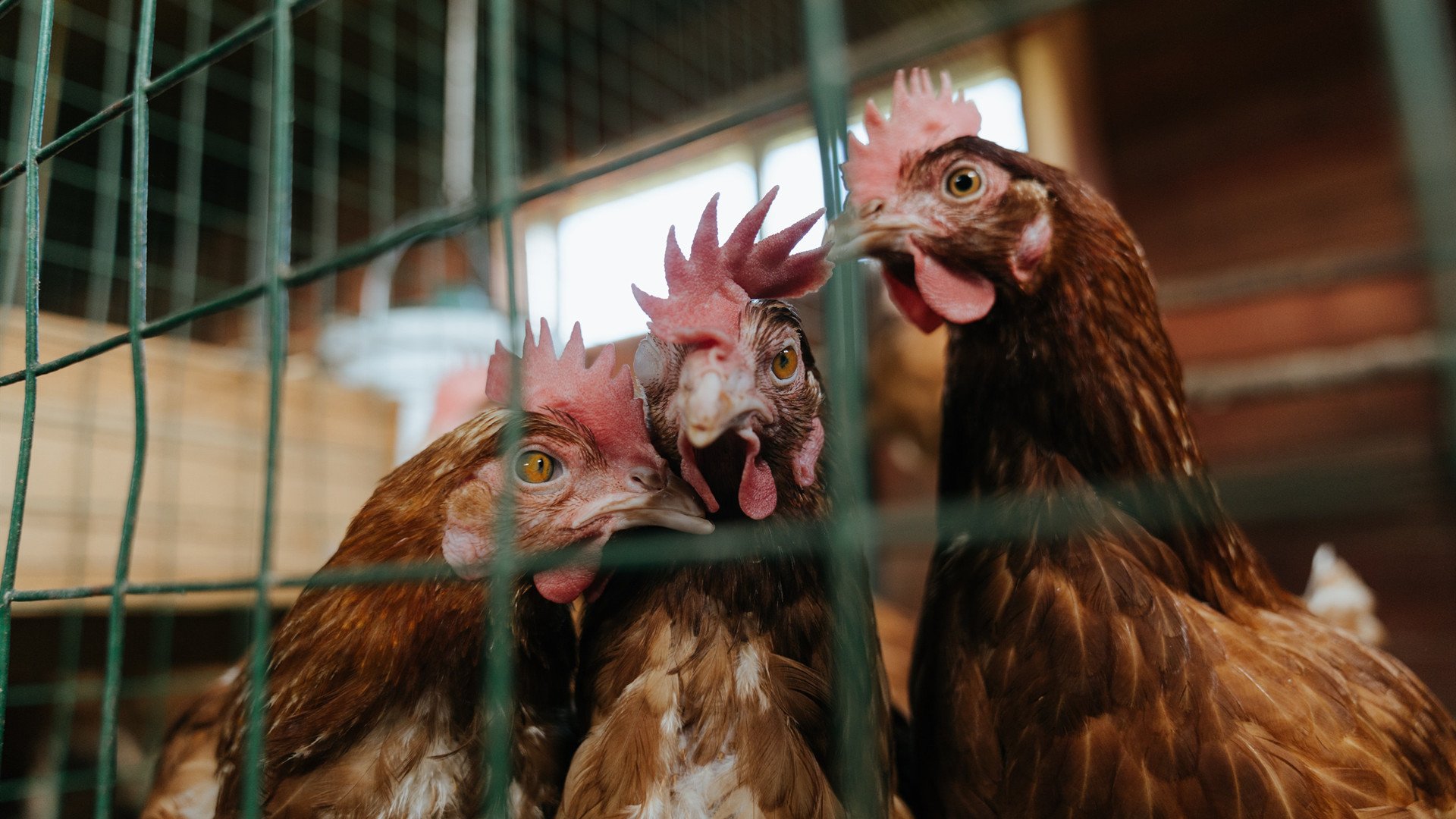 东决关键战之夜，格鲁吉亚足球的孤独北极星