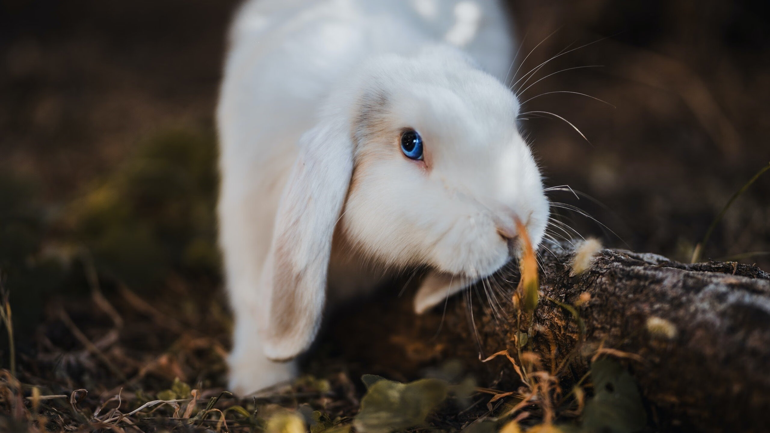 双重火焰，广东队战术的燎原之势与詹姆斯的个人熔炉