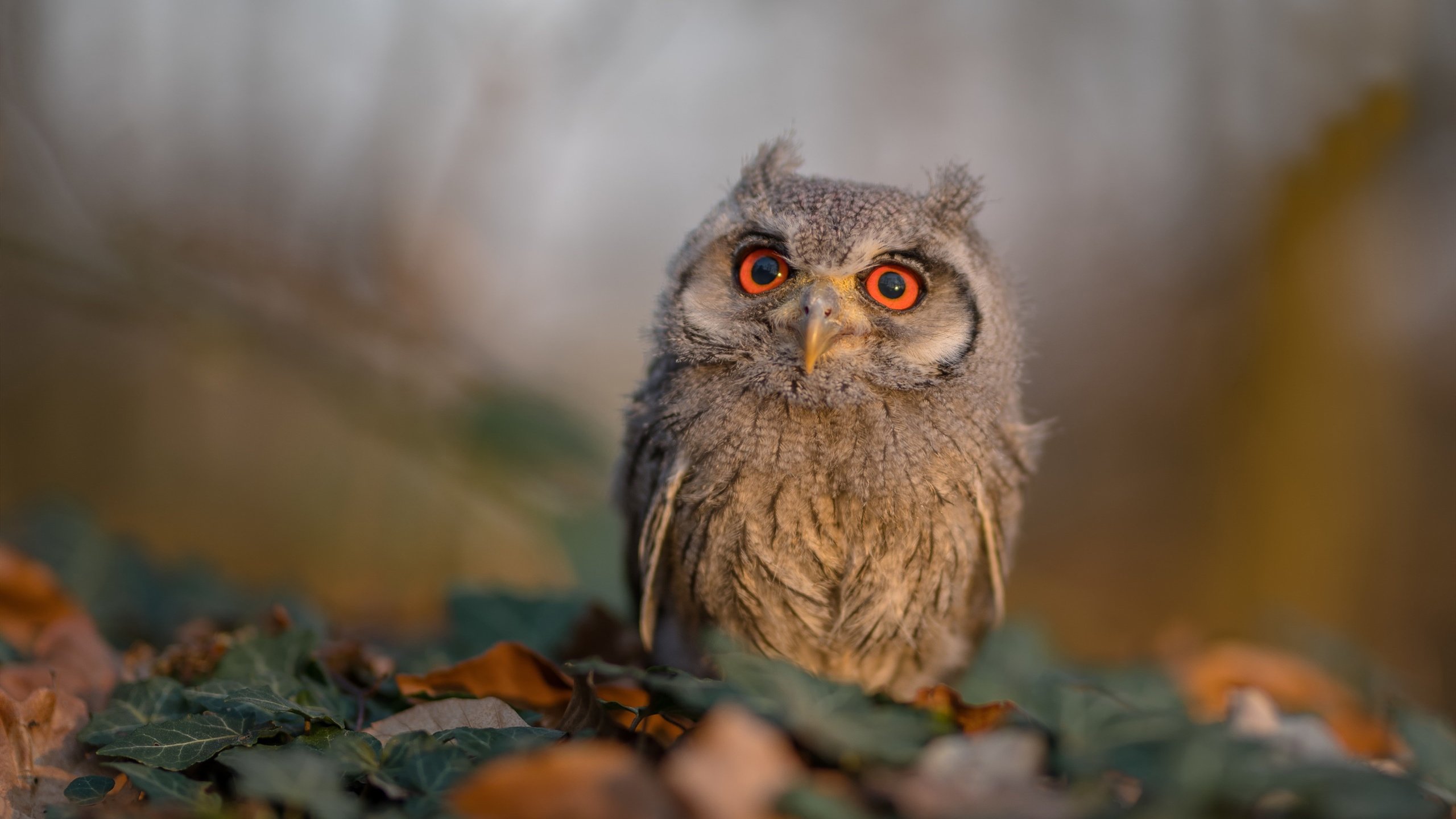 末节之王与天赋狂潮,德罗赞的风骨如何冰封明尼苏达的嚎叫