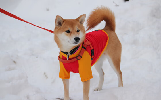 从巴黎到伦敦，一场暗度陈仓的战术接力，德里赫特完成唯一的征服