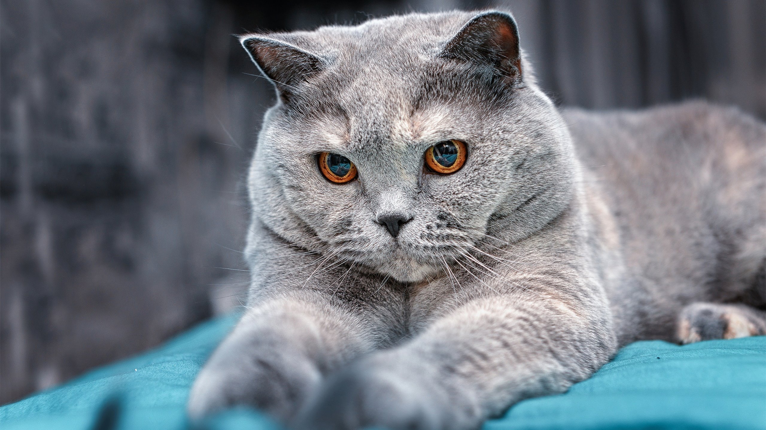 班凯罗闪耀撕碎防线,步行者用节奏绞杀湖人,个人英雄主义与团队掌控的终极对话