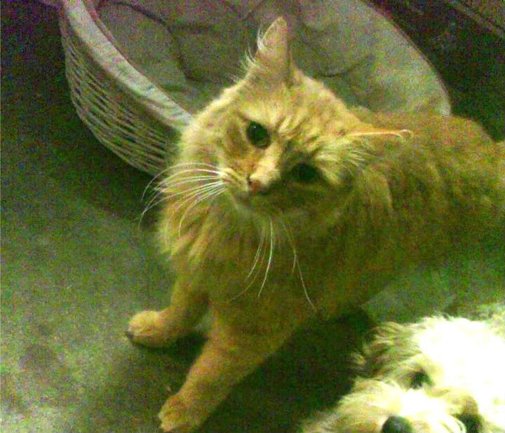 极速轰鸣与心跳骤停，竞技之魂的平行叙事