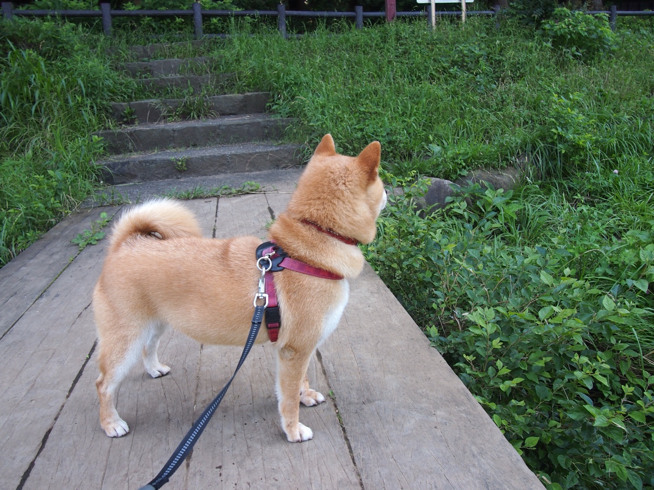 篮球与赛车的双重奏，杰伦格林助开拓者强压骑士，再统F1街道赛