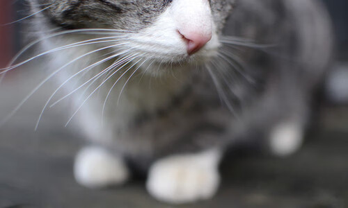 新神登基夜，旧王未退位，文班亚马的41分盛宴与勇士0.2秒的冷血回击