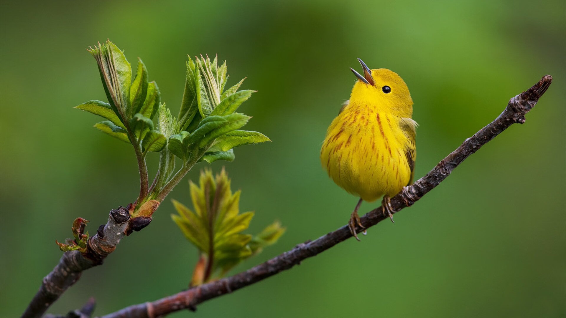 法比尼奥让奇迹提前降临—今夜，威尔士掀翻欧洲红魔