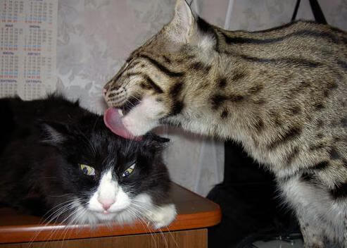 塔图姆觉醒之夜，灰熊争冠路上的里程碑式胜利